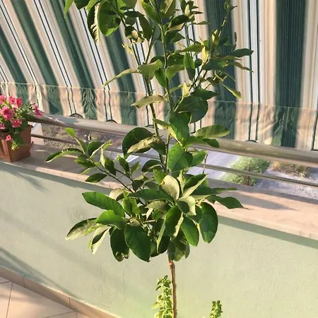Apartment Holiday Golem (Tirana)